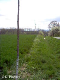 Petřvald