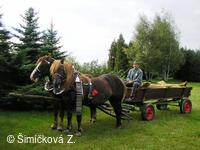 koňské spřežení p.Šustka