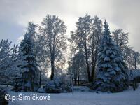 zima