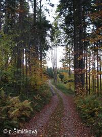 nečínské lesy