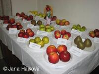 Výstava