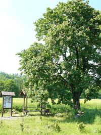 Kaštan J.G.Mendela pod Veselským kopcem - když jdeš k němu