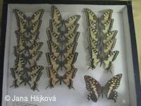 Podzimni vystava