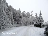 sněhová krása